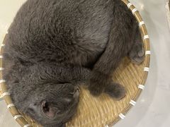 -共舞时光猫咖·狗咖(新街口店)
