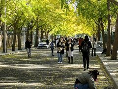 -三里屯东五街银杏大道