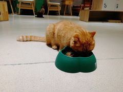 -藏猫猫咖啡主题馆(中央大道店)