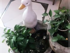 -全聚德(蓝山店)