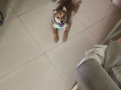 -博特宠物医院24h犬猫全科.骨科·异宠