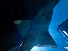 -暹罗海洋世界