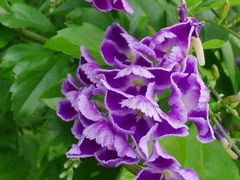 -四川大学(华西校区)