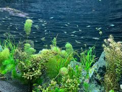 -上海海洋水族馆