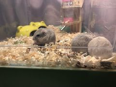 -清平路水族市场