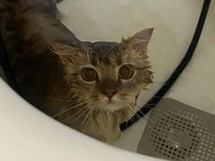 -喵zoo家庭繁育猫舍(尖东智能花园店)