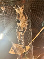 -Zoolung Zoolung动物主题公园(海信广场店)