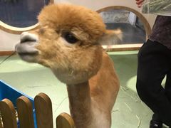 -藦茜花园宠物主题亲子互动体验馆(国顺东路店)