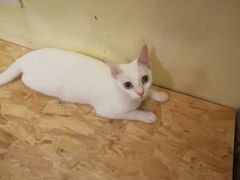 -猫色咖啡·猫咖