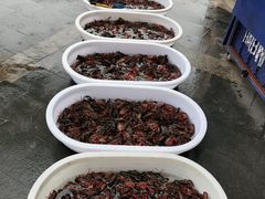 -眼镜哥浦江夜宵大本营