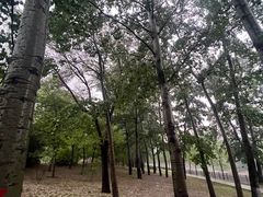 -大望京公园
