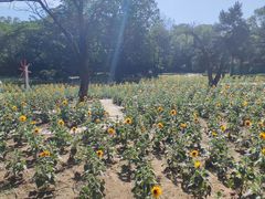 -沈阳植物园