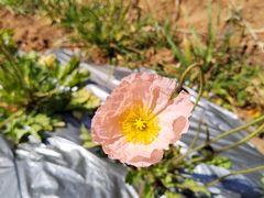 -名花谷生态庄园