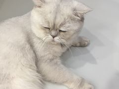 -糯米喵星人·撸猫猫舍咖啡馆(西市场嘉华店)