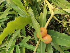 -广州神农草堂中医药博物馆