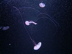 -欢乐海岸海洋奇梦馆