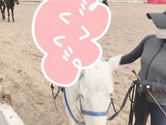 -北京群众马术培训基地