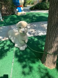 -萌宠亲子动物乐园(槐房万达店)