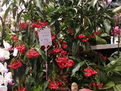 -豆豆花艺(新光天地店)
