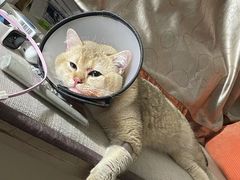 -芭比堂动物医院广州顽皮分院