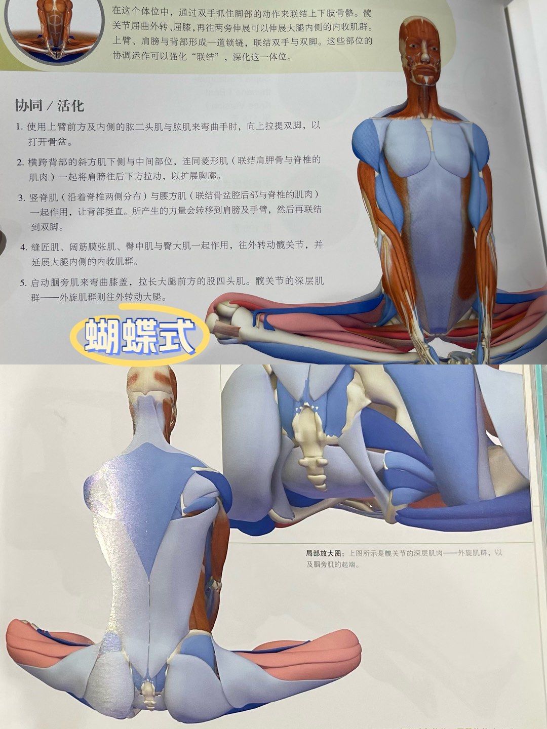 瑜伽蝴蝶式的正确姿势
