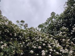 -四川大学(望江校区)