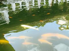 -惠州西湖丰渚园