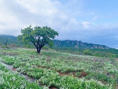 -紫云台香草园