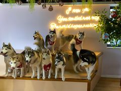 -Husky Go! 哈士奇体验馆·宠物咖啡厅狗咖