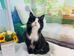 -爱洗澡的猫(望京店)