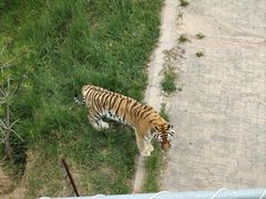 -青藏高原野生动物园