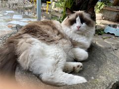 -喵屿·大理花园猫咖