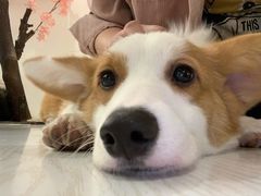 -浣熊柯尔鸭土拨鼠·电玩咖