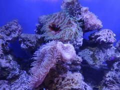 -芜湖新华联大白鲸海洋公园