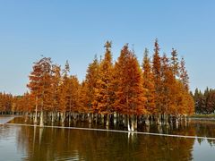 -白鹭湾湿地公园