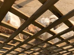 -萌宠亲子动物乐园(槐房万达店)