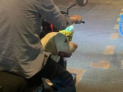 -严国平动物医院(德政总院)