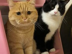 -猫岛主趣味餐厅(鼓浪屿店)