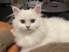 -lincat·猫舍(广州店)