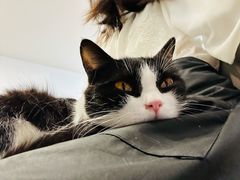 -有喵·猫咖·狗咖·30几只猫10只小狗(岗厦店)