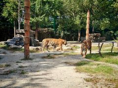 -上海野生动物园老虎餐厅