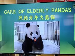 -都江堰中华大熊猫苑