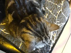 -平行世界·猫咖(首经贸店)