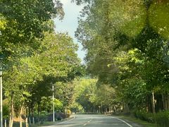 -广州白江湖森林公园