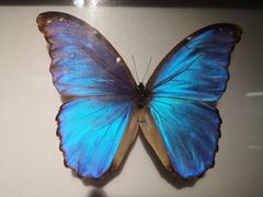 -上海昆虫博物馆