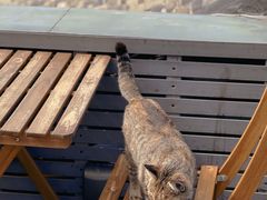 偶遇一只小可爱-前叁門