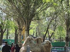 -长白岛森林公园