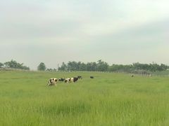 -戴师傅川西坝子(彩泉旗舰店)