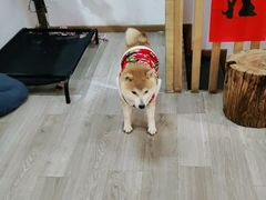 -柴迷FANS CLUB·柴犬狗咖·猫咖