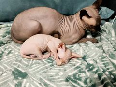 -瑞派·关忠动物医院·异宠专科·犬猫肿瘤·皮肤专科(望京店)